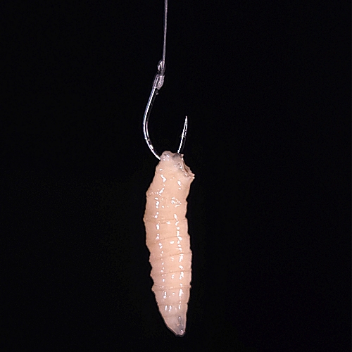 Pojedyncza pinka (feeder, match)